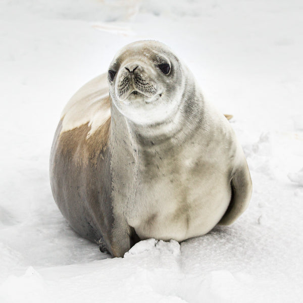 Direct portrait of a large seal in Antarctica | Photo Art Print fine art photographic print