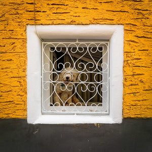 Simpatico cane alla finestra Romania | Foto Stampa d’arte Fine Art stampa fotografica