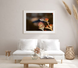 Dragonfly Close Up | Photo Art Print fine art photographic print