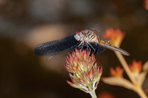 Dragonfly Close Up | Photo Art Print fine art photographic print