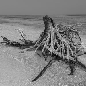 Driftwood Dry Tortugas | Photo Art Print fine art photographic print