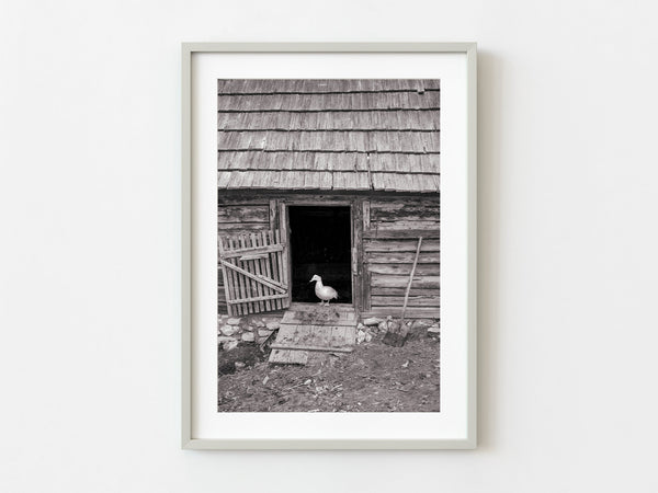 Duck on farm in Romania | Photo Art Print fine art photographic print