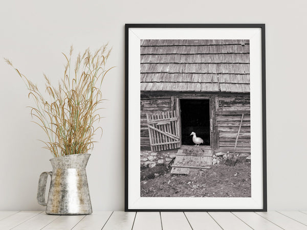 Duck on farm in Romania | Photo Art Print fine art photographic print