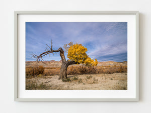 Dying cottonwood tree in the fall | Photo Art Print fine art photographic print