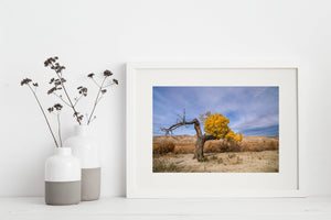 Dying cottonwood tree in the fall | Photo Art Print fine art photographic print