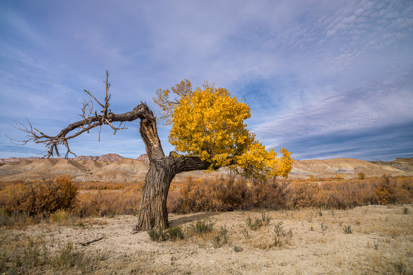 Dying cottonwood tree in the fall | Photo Art Print fine art photographic print
