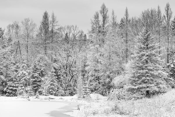 Early snowfall Northern Ontario forest by the pond | Photo Art Print fine art photographic print