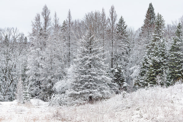 Early snowfall in Northern Ontario forest | Photo Art Print fine art photographic print