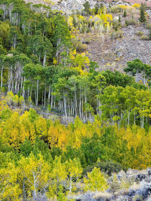 Eastern Sierra woodland with yellow leaves and pale tree trunks