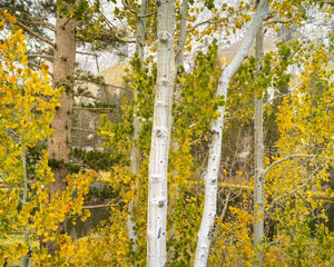 Eastern Sierra autumn photograph with pale bark and yellow-green foliage