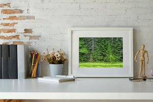 Edge of the forest in Algonquin Park | Photo Art Print fine art photographic print