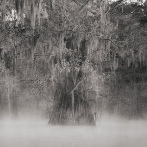 Eerie mist Louisiana Swamps | Photo Art Print fine art photographic print