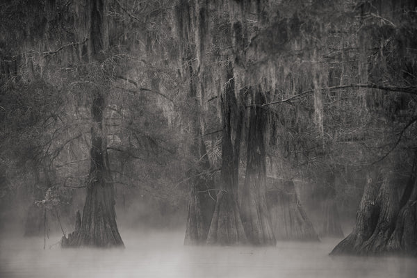 Eerie morning mist Louisiana Swamps | Photo Art Print fine art photographic print