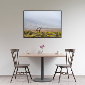 Eurasian Tundra Reindeer in Iceland | Photo Art Print fine art photographic print