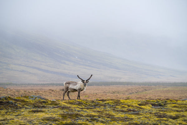 Eurasian Tundra Reindeer in Iceland | Photo Art Print fine art photographic print