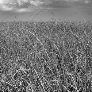 Tallgrass Florida Everglades in Schwarz und Weiß | Foto Kunstdruck Fine Art Fotodruck