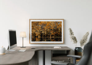 Fall Color Cypress Tree Swamp Forest | Photo Art Print fine art photographic print