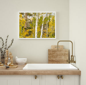 Fall Color Eastern Sierra | Photo Art Print fine art photographic print