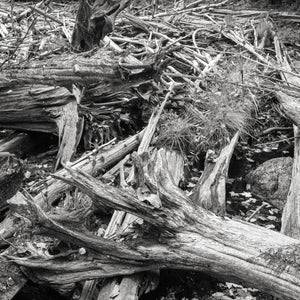 Weathered tree trunks and broken branches overlap in a dense woodland detail.