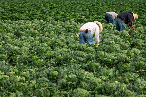 Farmland harvest brussels sprout | Photo Art Print fine art photographic print