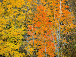 Vuurgekleurde bomen in Ontario | Foto Kunstprint Fine Art fotografische afdruk