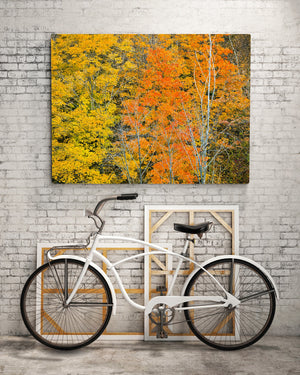 Vuurgekleurde bomen in Ontario | Foto Kunstprint Fine Art fotografische afdruk