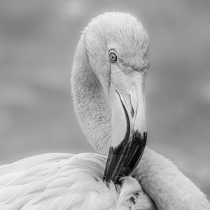 Close monochrome portrait of a flamingo with its bill tucked among layered feathers.