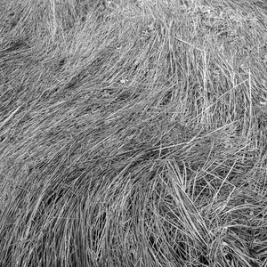 A square monochrome study of overlapping grass stems bending across the ground.