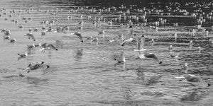 Flock of Black Legged Kittiwakes | Photo Art Print fine art photographic print