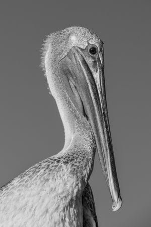 A pelican’s head and long bill fill a vertical monochrome wildlife portrait.