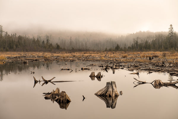 Foggy swamp with dead trees created by Beavers | Photo Art Print fine art photographic print