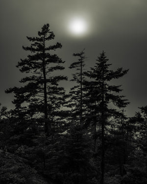 Forest in Haliburton on Foggy Morning | Photo Art Print fine art photographic print