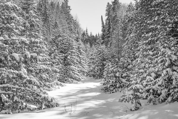 Fresh snow in the forest Haliburton Ontario | Photo Art Print fine art photographic print