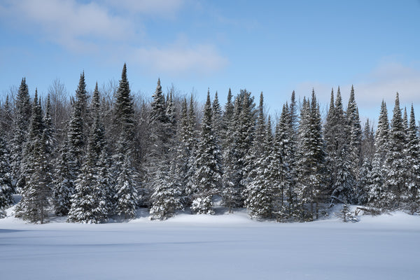 Fresh snow on trees Haliburton Ontario | Photo Art Print fine art photographic print