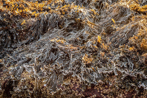 Frozen seaweed Acadian National Park | Photo Art Print fine art photographic print