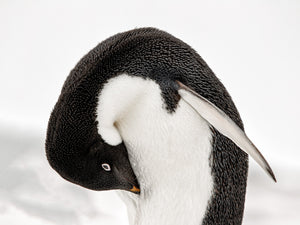 Fine dark feathers curve around a gentoo penguin’s white breast as it preens