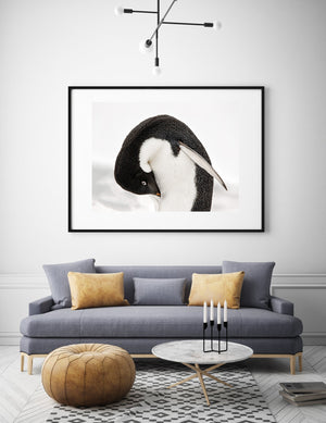 A gentoo penguin’s eye and orange bill appear beside its white chest in a grooming portrait