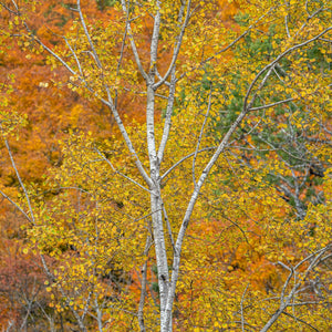 Bouleaux au feuillage d'automne Comté de Haliburton Ontario Canada | Photos Tirage d’art Fine Art impression photographique