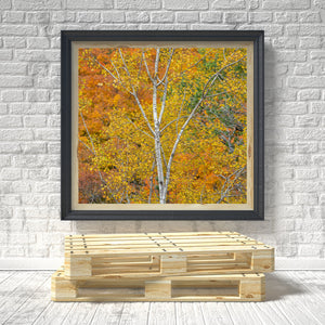 Bouleaux au feuillage d'automne Comté de Haliburton Ontario Canada | Photos Tirage d’art Fine Art impression photographique