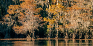 Orange and yellow cypress foliage glows above still water in an autumn landscape