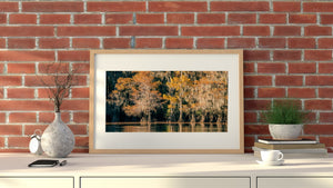 Tall cypress trunks and draping moss form a richly textured waterside forest