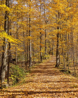 Golden yellow leaves form a canopy over a quiet woodland path in Ontario