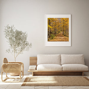 Tall tree trunks frame a sunlit autumn road covered in fallen leaves