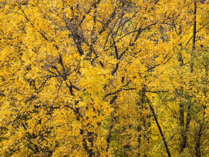 Bright yellow foliage contrasts with dark tree trunks and slender branches