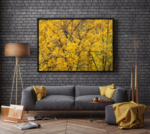 A dense canopy of golden leaves fills a colourful autumn forest detail