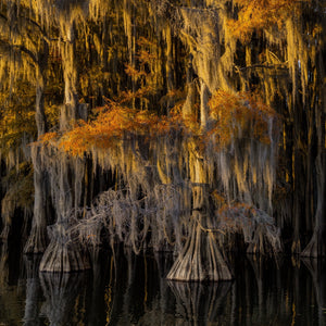 Long strands of hanging moss glow beside flared cypress trunks in still water