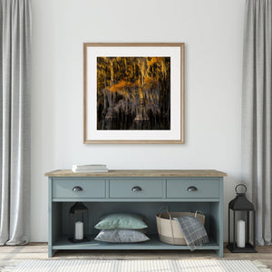 Warm orange foliage and pale moss contrast with a shadowed cypress forest