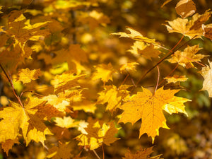 Zacht herfstlicht op gouden esdoornbladeren | Foto Kunstprint Fine Art fotografische afdruk