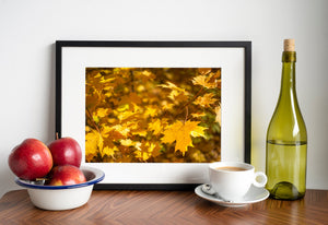 Zacht herfstlicht op gouden esdoornbladeren | Foto Kunstprint Fine Art fotografische afdruk
