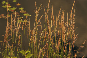 Fine grass seed heads glow warmly against a softly blurred pond surface